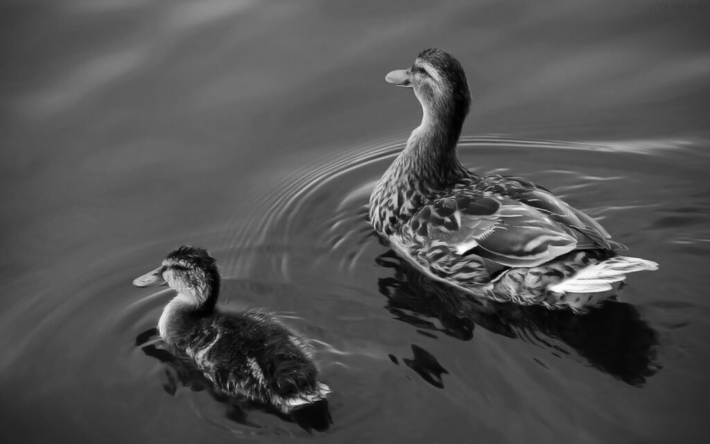 01008 duckandfledgling 1680x1050