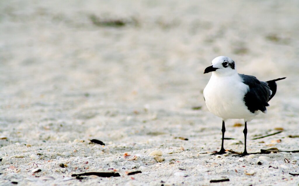 01017 lonelyseagull 1680x1050